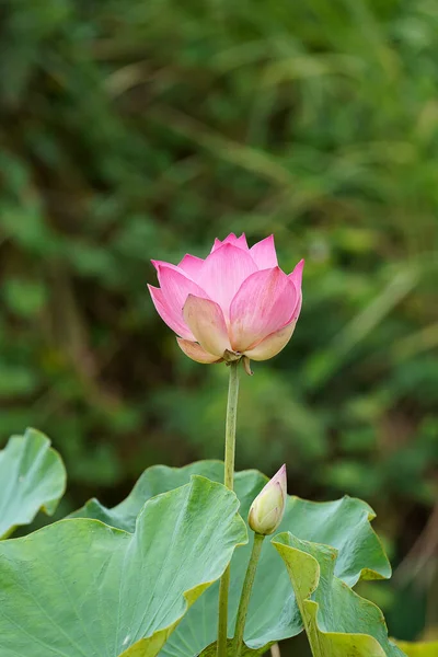 Chiuda Fiore Loto Con Foglie Sfondo Sfocatura Nome Scientifico Nelumbo — Foto Stock