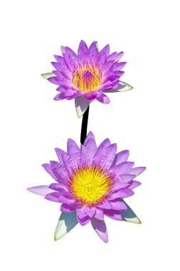 güzel nilüfer hibrid çiçek.