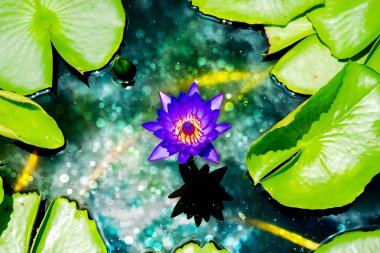 güzel nilüfer hibrid çiçek.