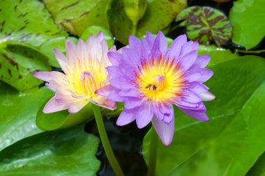 güzel nilüfer hibrid çiçek.