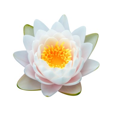 güzel nilüfer hibrid çiçek.