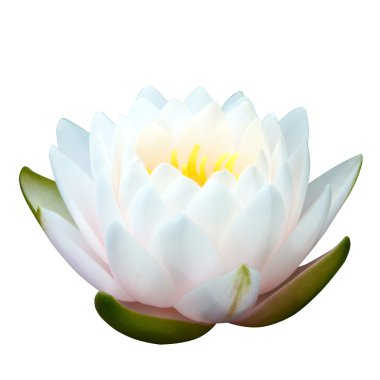 güzel nilüfer hibrid çiçek.