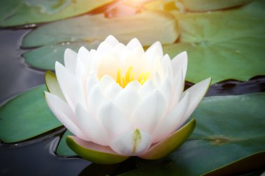 güzel nilüfer hibrid çiçek.