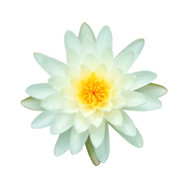 güzel nilüfer hibrid çiçek.