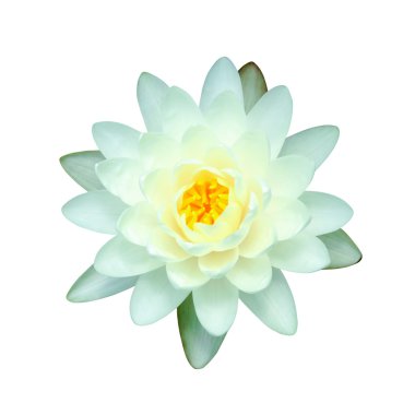 güzel nilüfer hibrid çiçek.