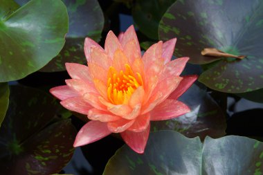 güzel nilüfer hibrid çiçek.