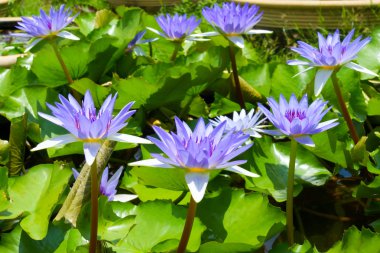 güzel nilüfer hibrid çiçek.