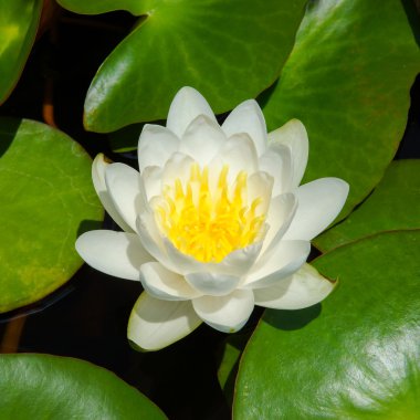 güzel nilüfer hibrid çiçek.