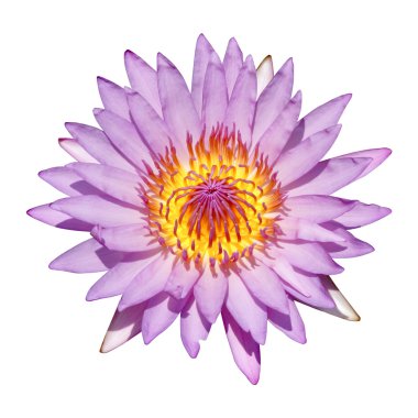 güzel nilüfer hibrid çiçek.