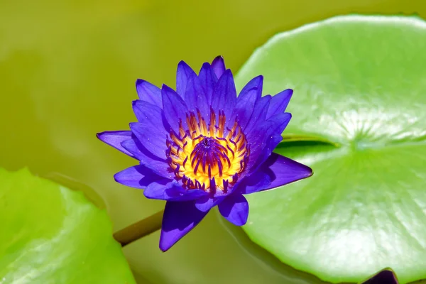 Mooie waterlily hybride bloem. — Stockfoto