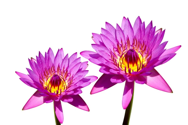 Gyönyörű tavirózsa hibrid virág. — Stock Fotó