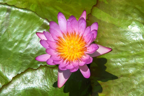 Beautiful waterlily Hybrid flower. — Stock Photo, Image