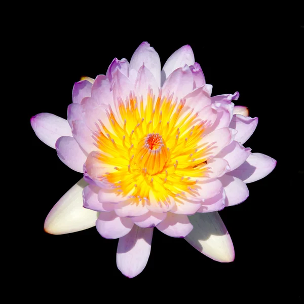 Indah waterlily Hybrid bunga . — Stok Foto