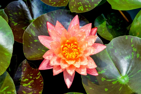 Beautiful waterlily Hybrid flower. — Stock Photo, Image