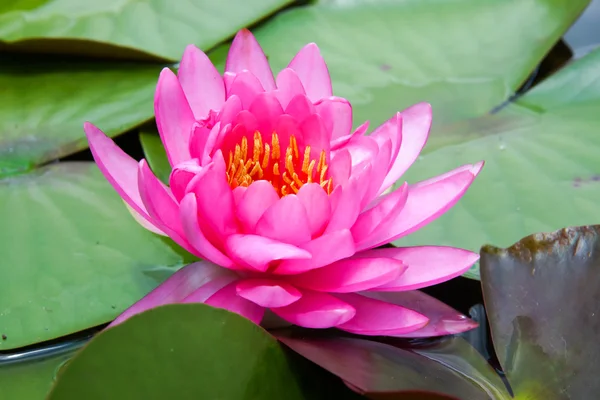 Beautiful waterlily Hybrid flower. — Stock Photo, Image