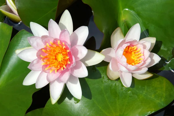 Hermosa flor híbrida de nenúfar . — Foto de Stock