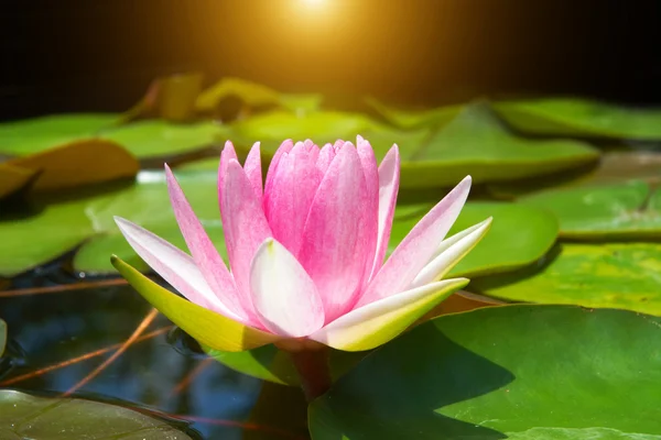 Mooie waterlily hybride bloem. — Stockfoto