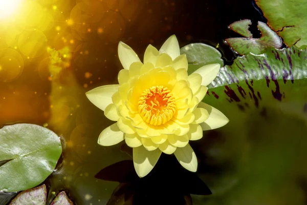 Όμορφη νούφαρα υβριδικό λουλούδι. — Φωτογραφία Αρχείου