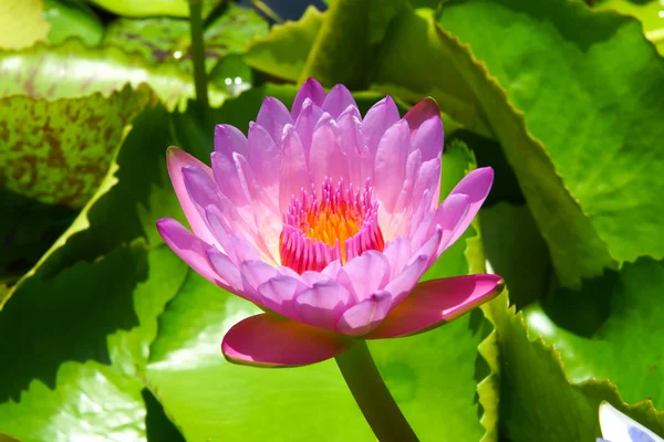 Beautiful waterlily Hybrid flower. — Stock Photo, Image