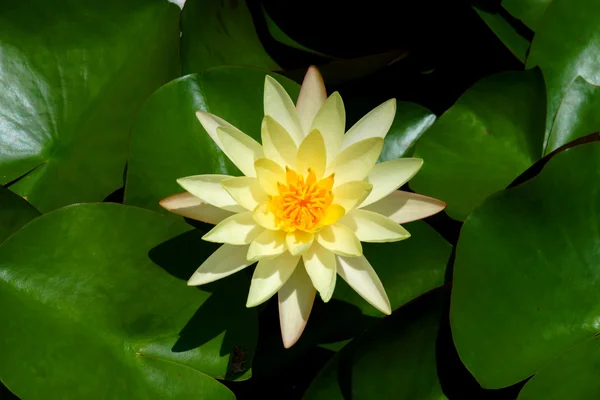 Hybrydowy piękny zielony kwiat. — Zdjęcie stockowe