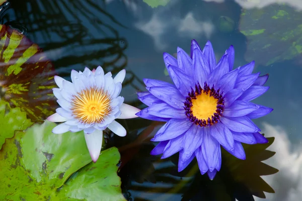 美丽的睡莲混合花. — 图库照片