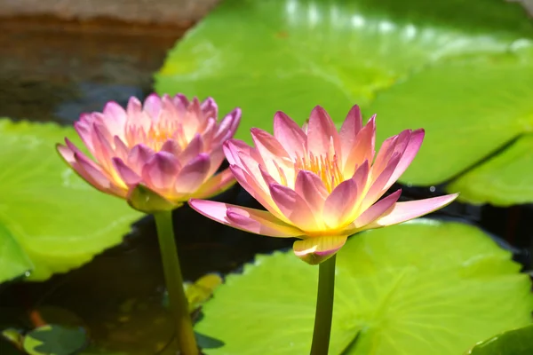 Beautiful waterlily Hybrid flower. — Stock Photo, Image