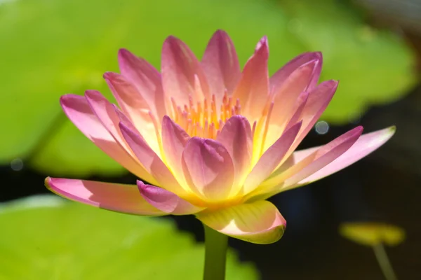 Hermosa flor híbrida de nenúfar . —  Fotos de Stock