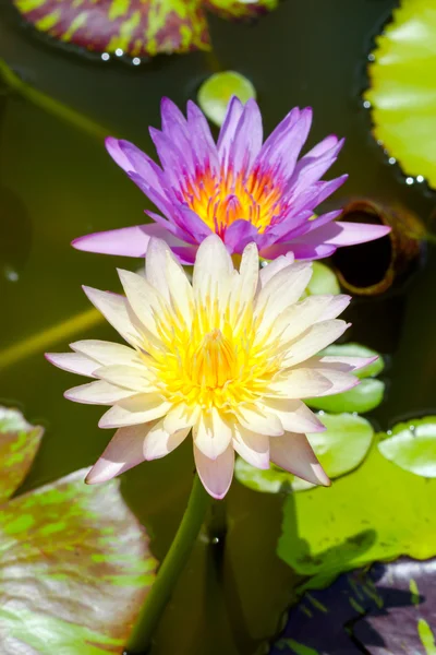 Mooie waterlily hybride bloem. — Stockfoto