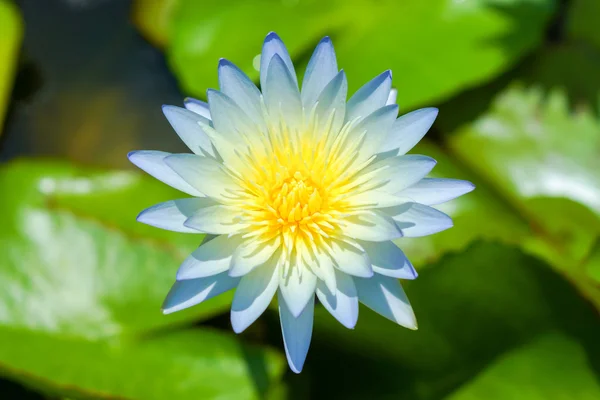 Beautiful waterlily Hybrid flower. — Stock Photo, Image