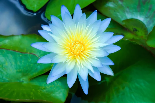 Beautiful waterlily Hybrid flower. — Stock Photo, Image