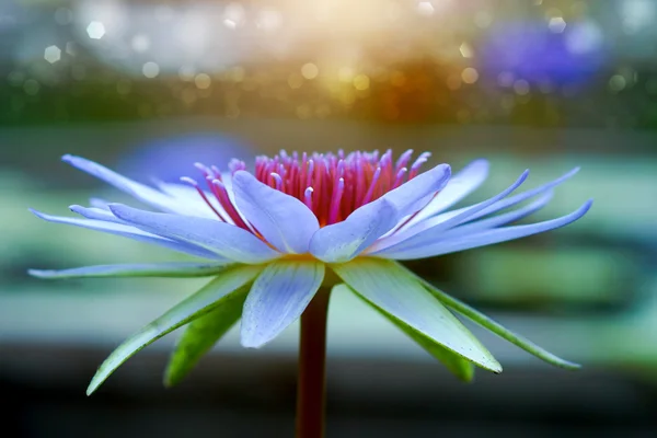 Beautiful waterlily Hybrid flower. — Stock Photo, Image