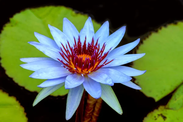 Mooie waterlily hybride bloem. — Stockfoto