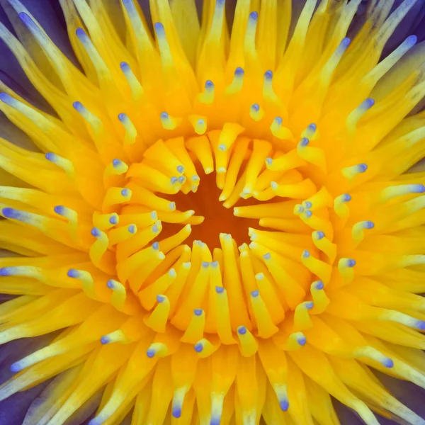 Close up van mooie water lily hybride bloem. — Stockfoto