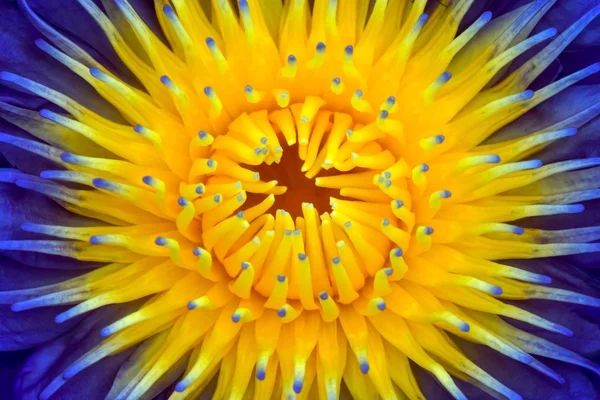 Gyönyörű tavirózsa hibrid virág. — Stock Fotó