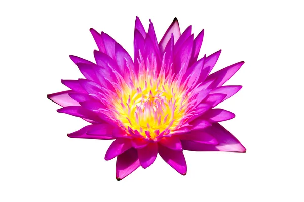 Beautiful waterlily Hybrid flower. — Stock Photo, Image