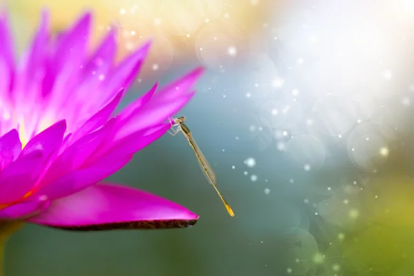 Dragonfly and pink waterlily hybrid flower. — Stock Photo, Image
