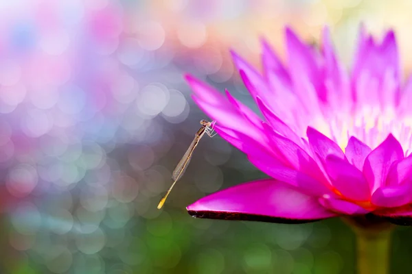 Beautiful waterlily Hybrid flower. — Stock Photo, Image