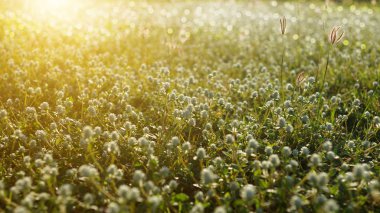 çim ve günbatımı ışığı