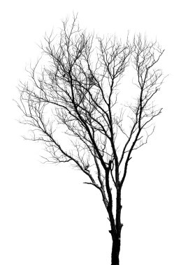 ölü ağaçlarının Silhouettes.