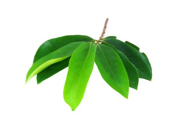 soursop ağacının yaprakları.