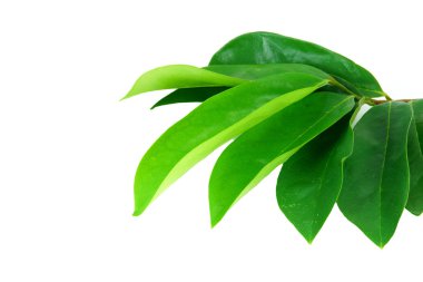 soursop ağacının yaprakları.