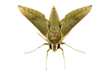 beyaz zemin üzerine Hawk güve.