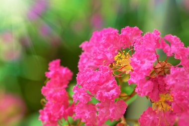 Pink Lagerstroemia indica flower clipart