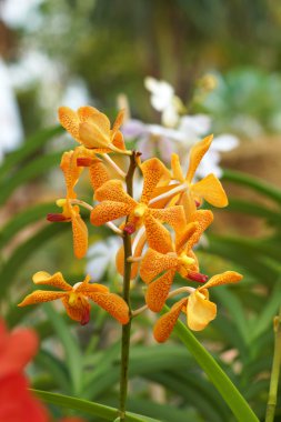 güzel orkide çiçek.