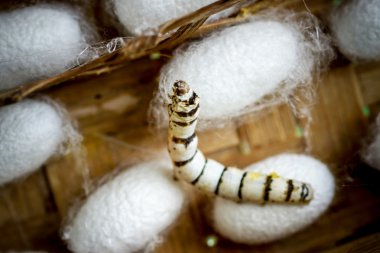 Grup ipek solucan kozası içinde yuva