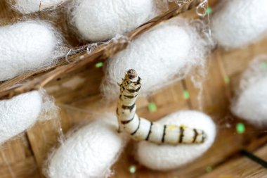 group of silk worm cocoons in nests clipart