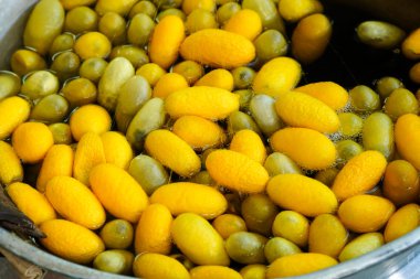 Koza ipekböceği yapımı