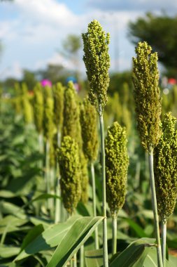 Sorghum veya Millet alanı