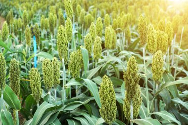 Sorghum or Millet field clipart