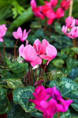 pembe muhteşem Siklamen çiçeği